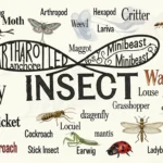 Synonyms of Insect